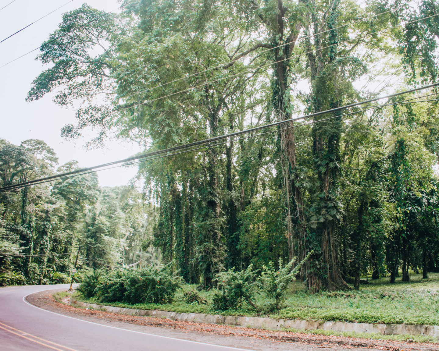 strada a ridosso della foresta pluviale