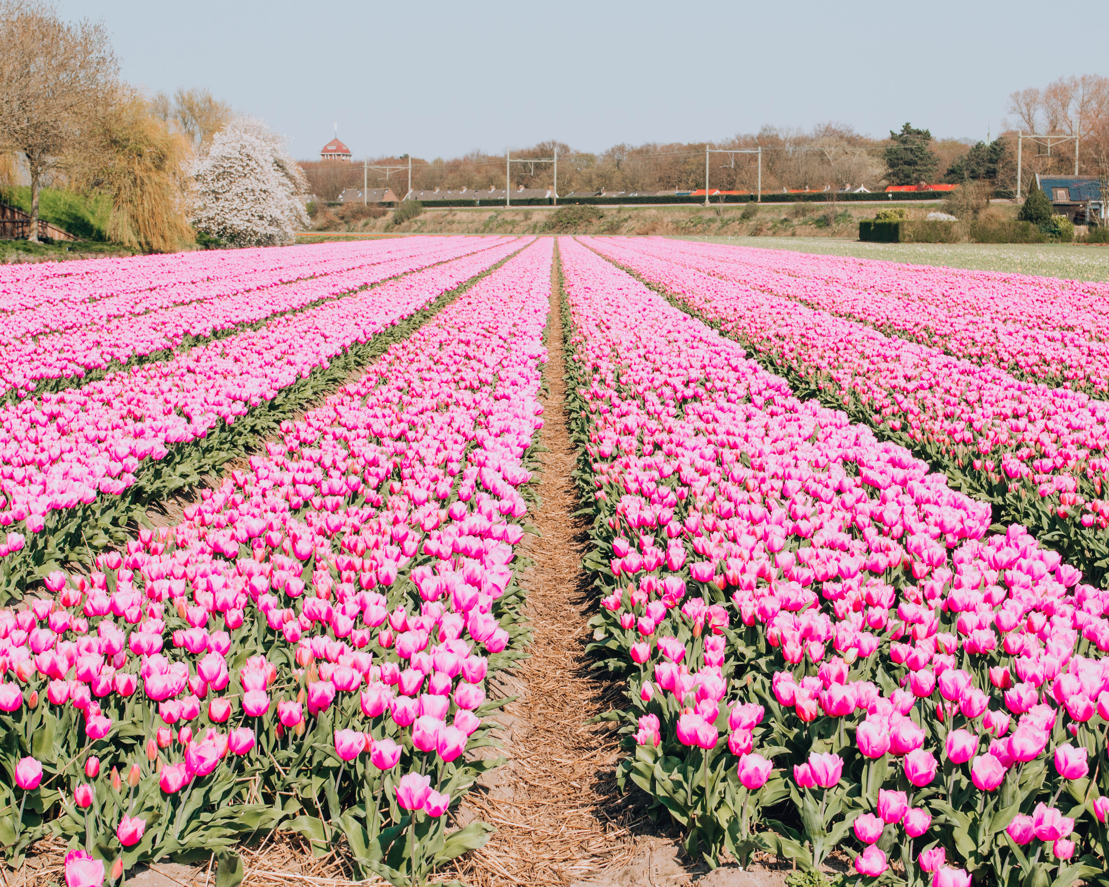 Dove vedere i tulipani in Olanda