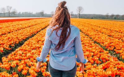 Dove vedere i tulipani in Olanda