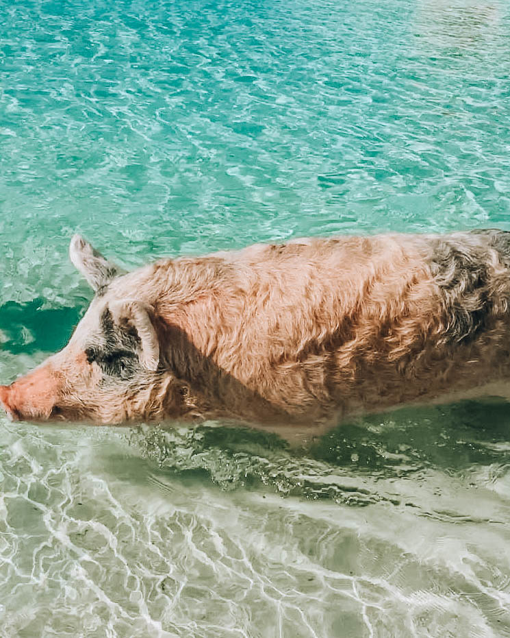 maiale che nuota