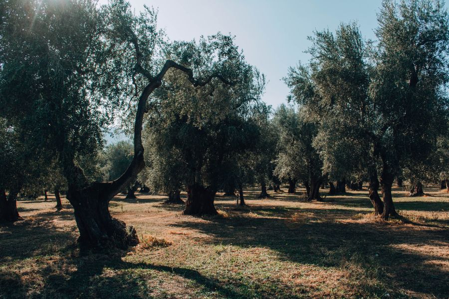 FèXtra, la festa dell’extravergine d’oliva a Mattinata