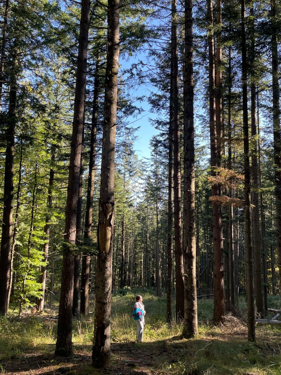 Ragazza in cammino tra gli alti pini secolari nel Parco Nazionale delle Foreste Casentinesi durante un trekking autunnale in Toscana.