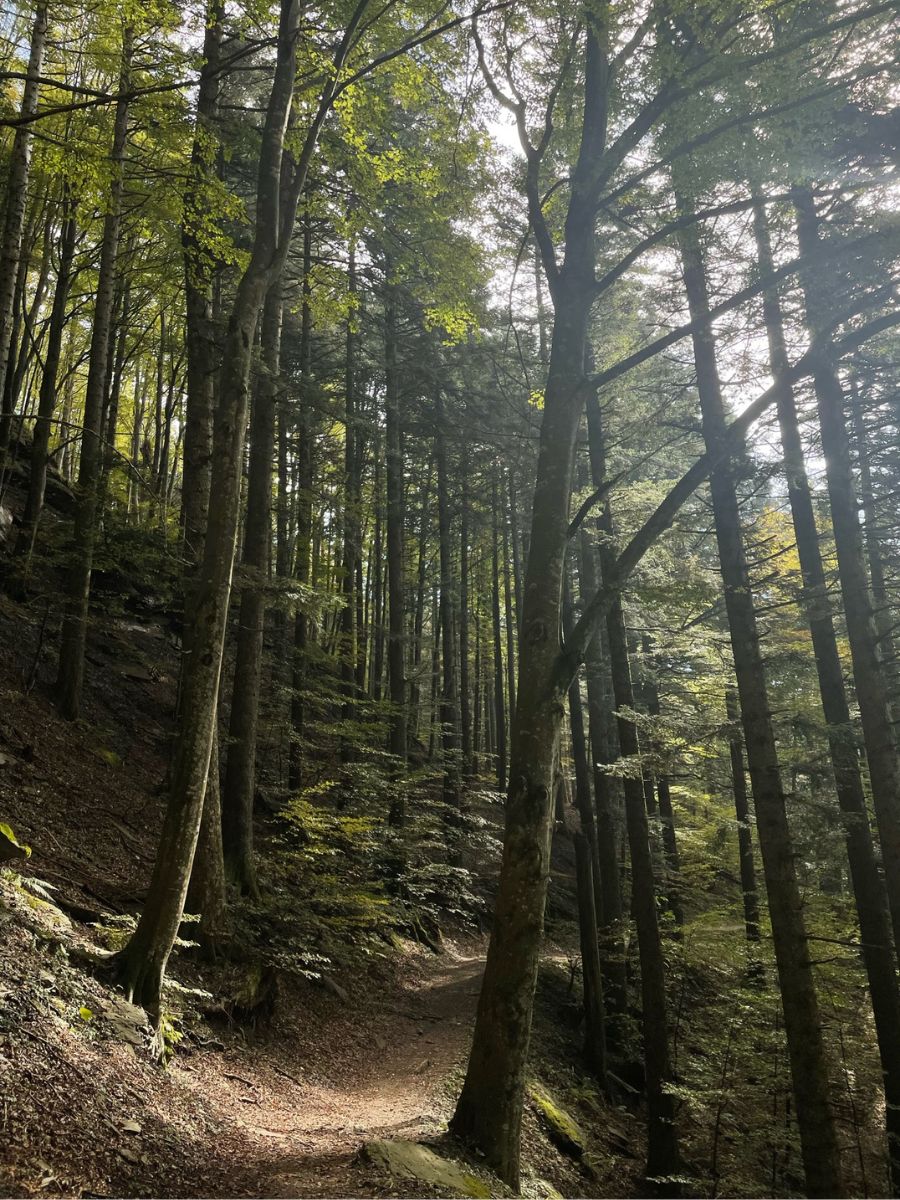 Sentiero sterrato immerso nella fitta vegetazione del Parco delle Foreste Casentinesi in autunno.
