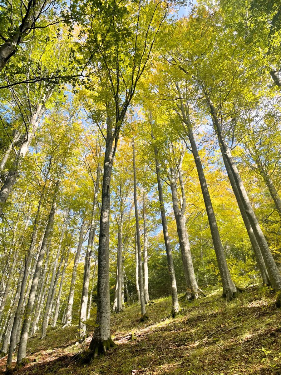 Scorcio dal basso dei faggi dorati e degli alberi ad alto fusto durante il foliage nelle Foreste Casentinesi.